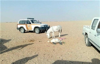 saudi-sheikh-killed-sodomize-donkey-ass