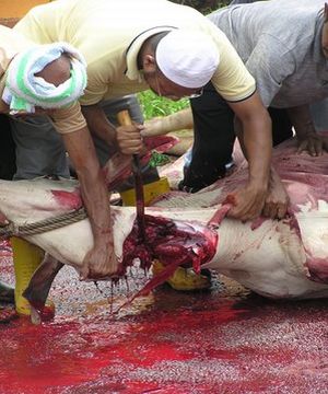 korban-islam-animal-sacrifice