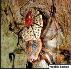 nephila-komaci-spider-mating